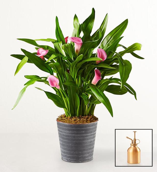 1-800-Flowers Flower Delivery Pink Petal Calla Lily Table Size (Medium) W/ Slate Planter + Mister